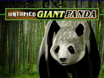 Untamed Giant Panda